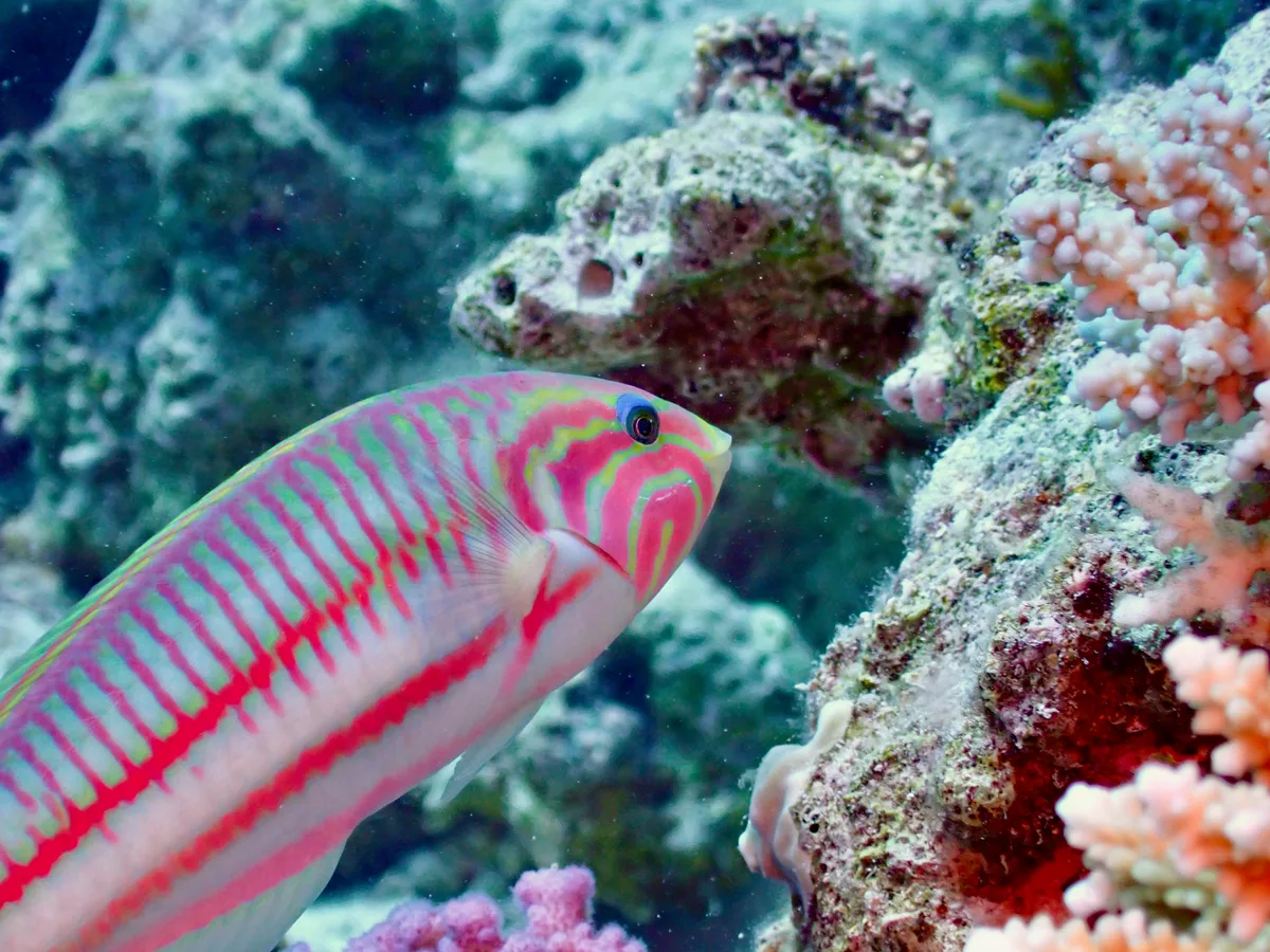 Klunzinger's wrasse