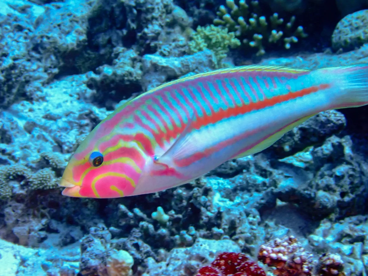 Klunzinger's wrasse