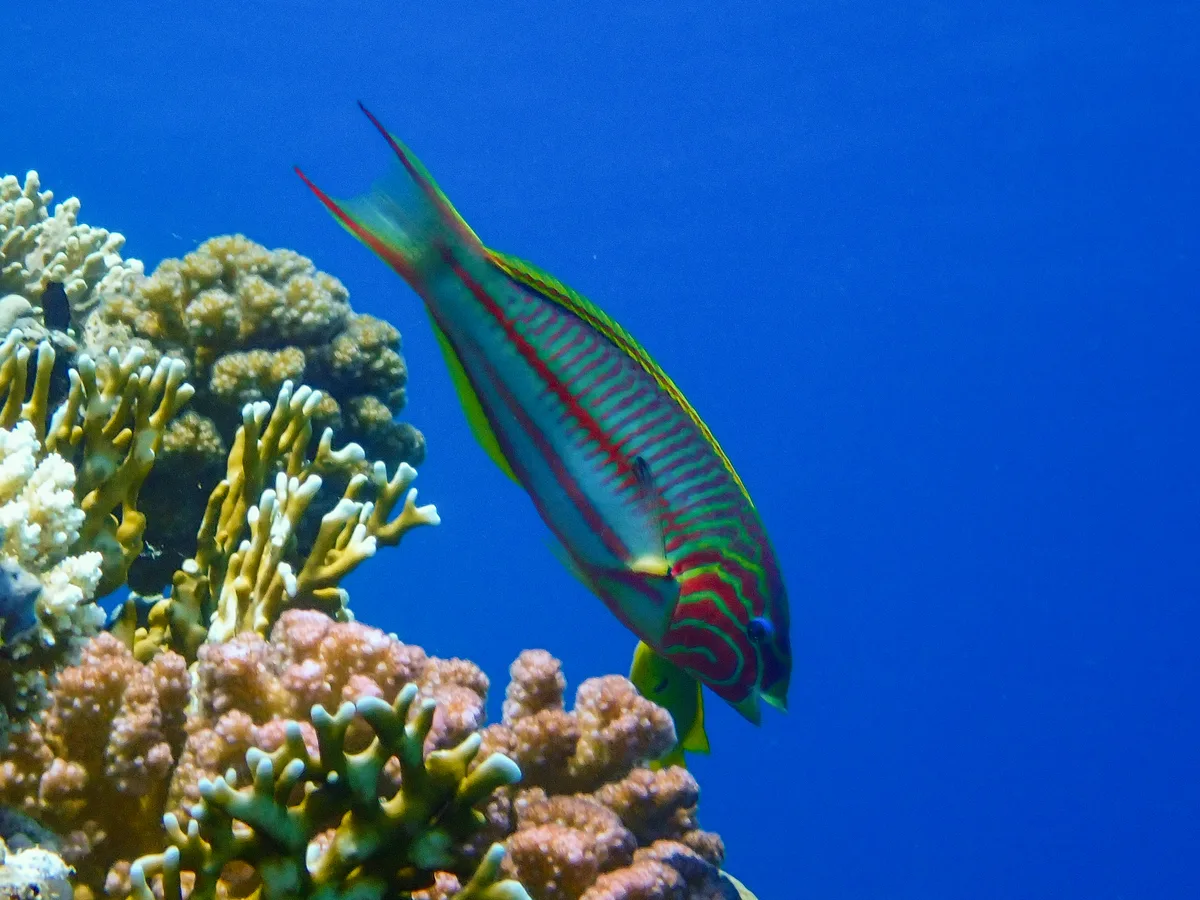 Klunzinger's wrasse