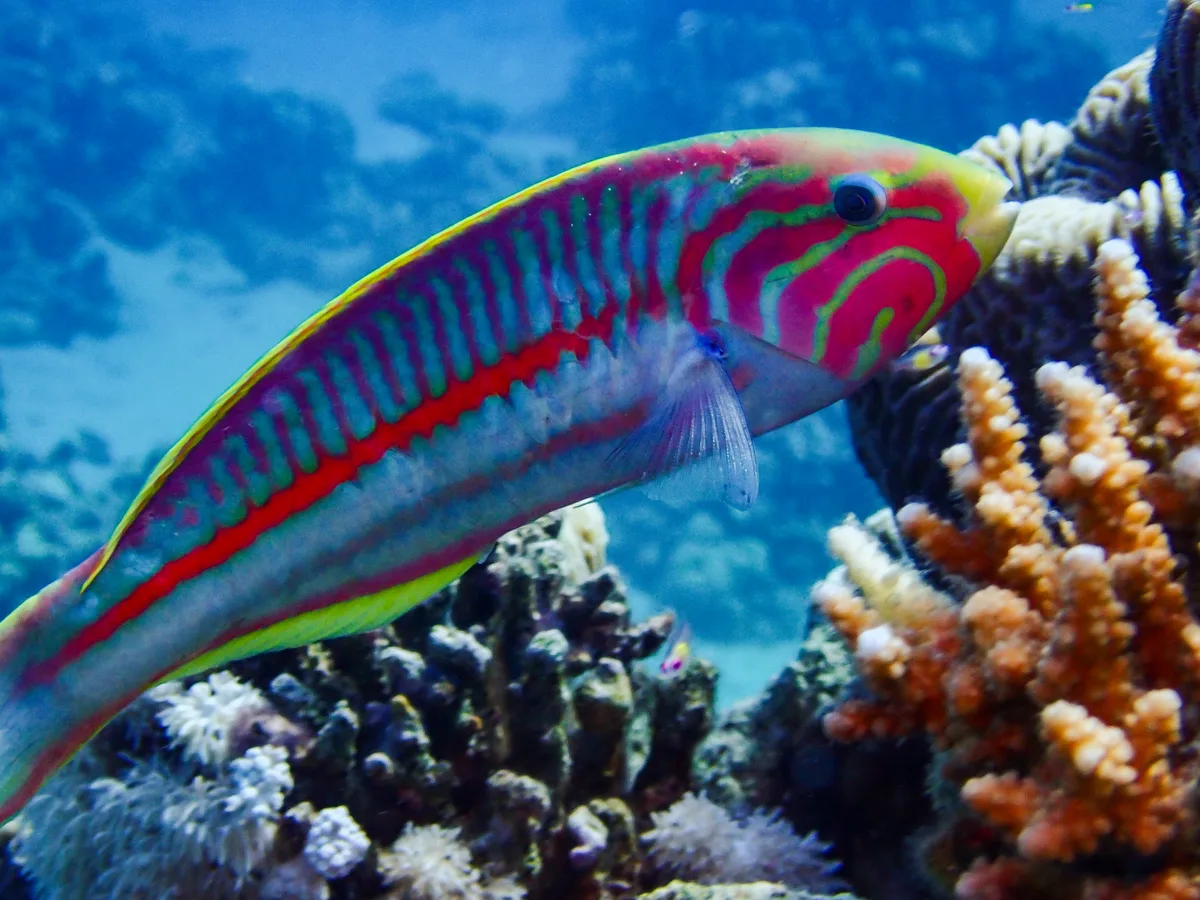 Klunzinger's Wrasse
