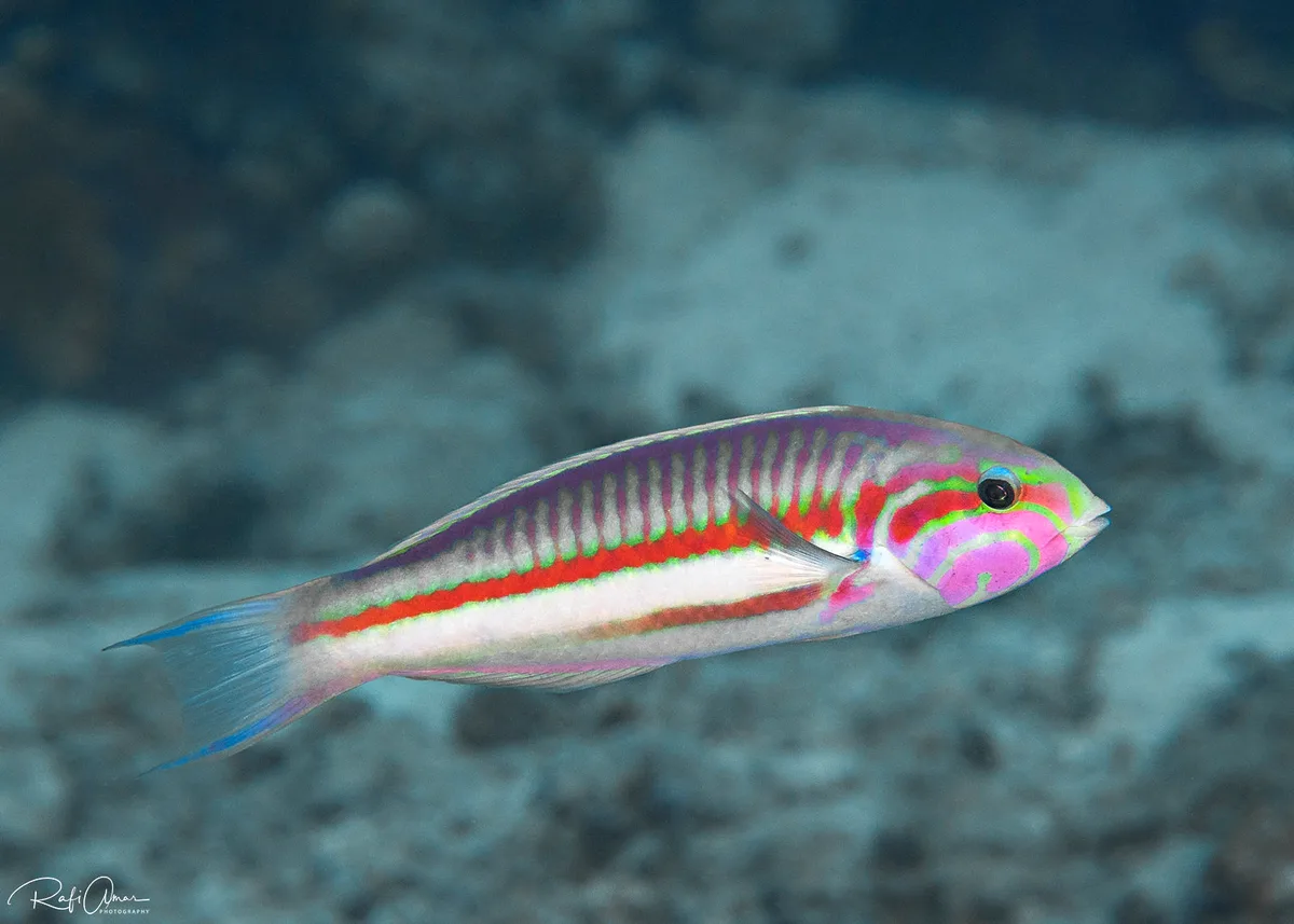 Klunzinger's Wrasse - Thalassoma rueppellii