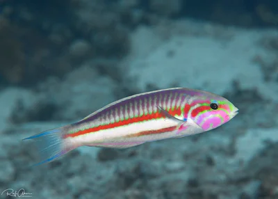 Klunzinger's Wrasse - Thalassoma rueppellii
