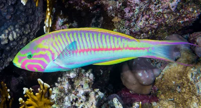 Rüppell's wrasse, terminal phase - Thalassoma rueppellii