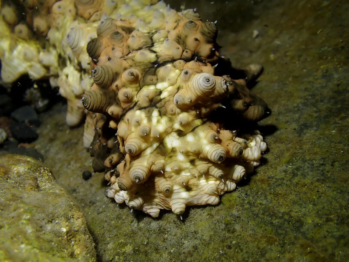 Stichopus monotuberculatus