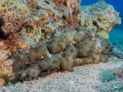 Sea Cucumber - Stichopus sp.