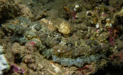 Stichopus monotuberculatus