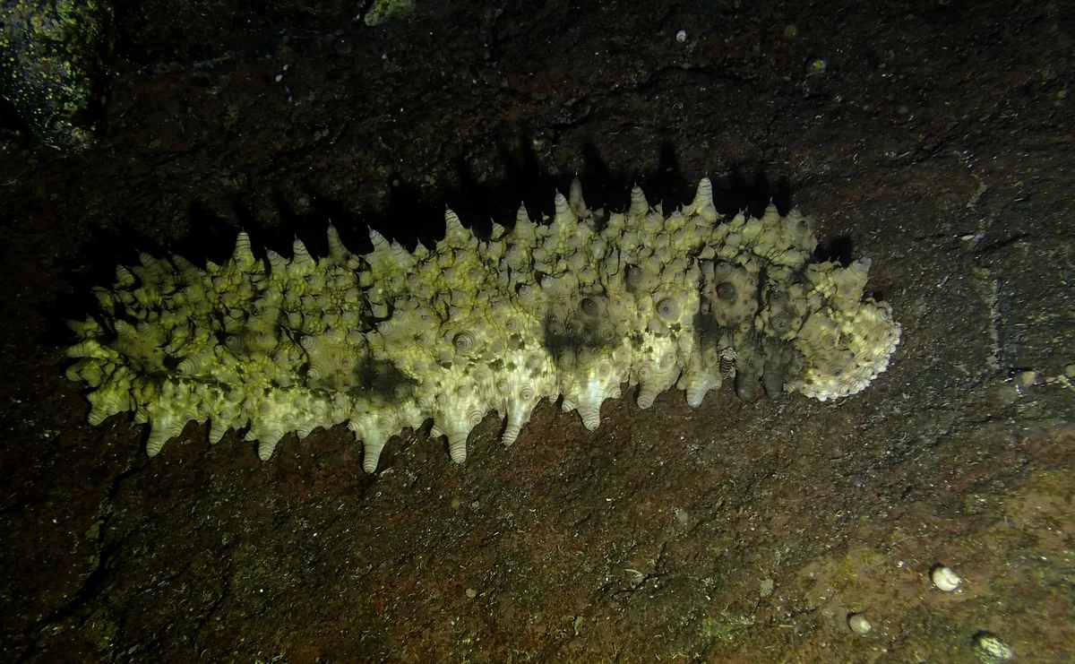 Stichopus monotuberculatus