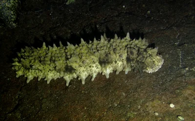 Stichopus monotuberculatus