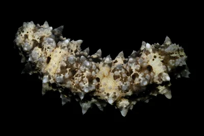 Stichopus_monotuberculatus.dREU_00177.UF6329