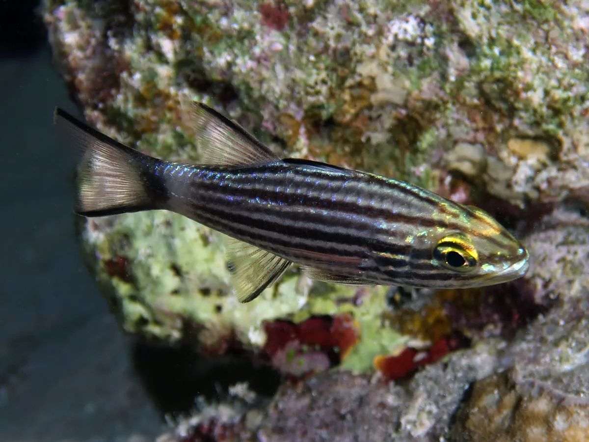 Lachner’s Cardinalfish