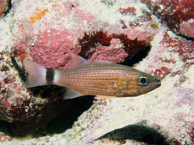 Apogonidae_Cheilodipterus_macrodon-lachneri_IMG_9782_2018_08_12_St_Johns_Caves