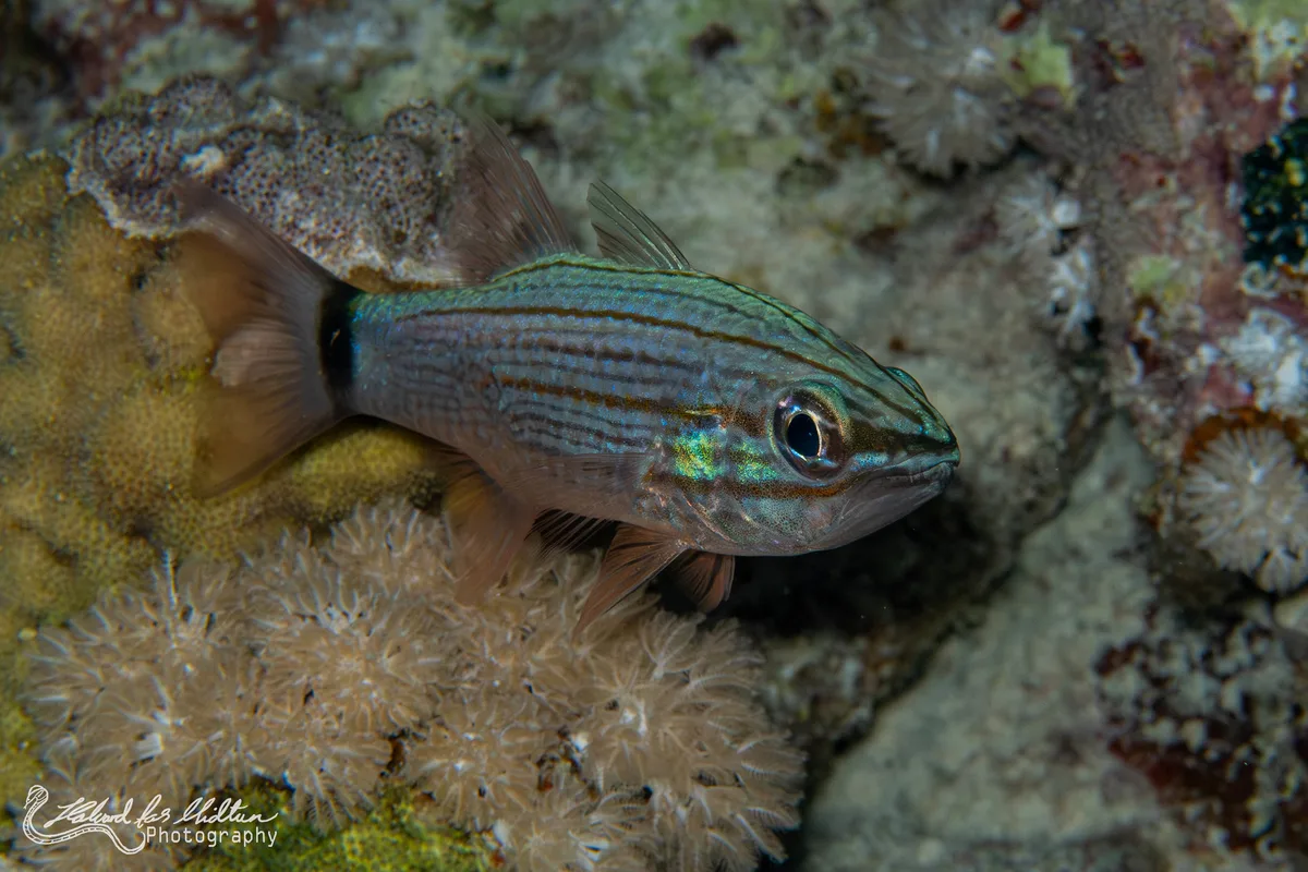 Cheilodipterus lachneri (Aquaba Cardinalfish)