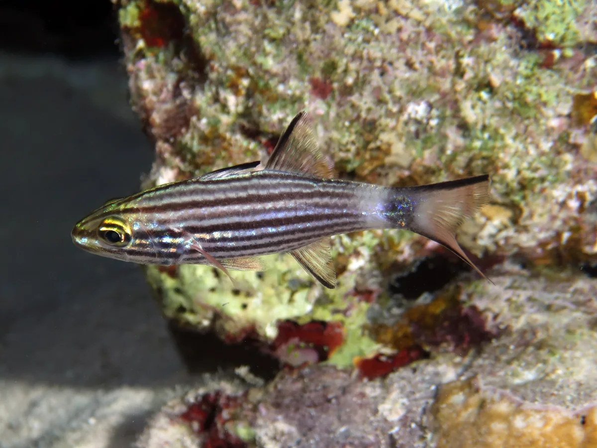 Apogonidae_Cheilodipterus_macrodon-lachneri_IMG_8982_2018_08_10_Dangerous_Reef_Night