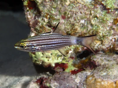 Apogonidae_Cheilodipterus_macrodon-lachneri_IMG_8982_2018_08_10_Dangerous_Reef_Night