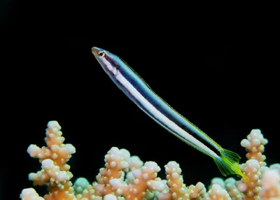 Lance Blenny - Aspidontus dussumieri