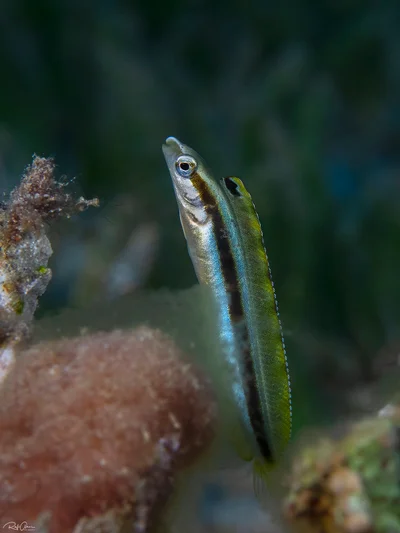 Lance Blenny - Aspidontus dussumieri