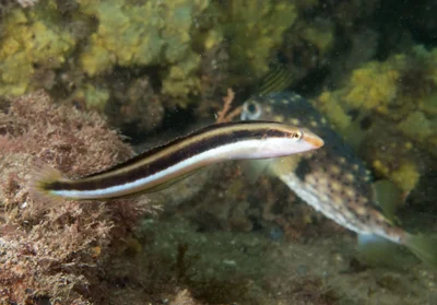 Lance blenny Aspidontus dussumieri