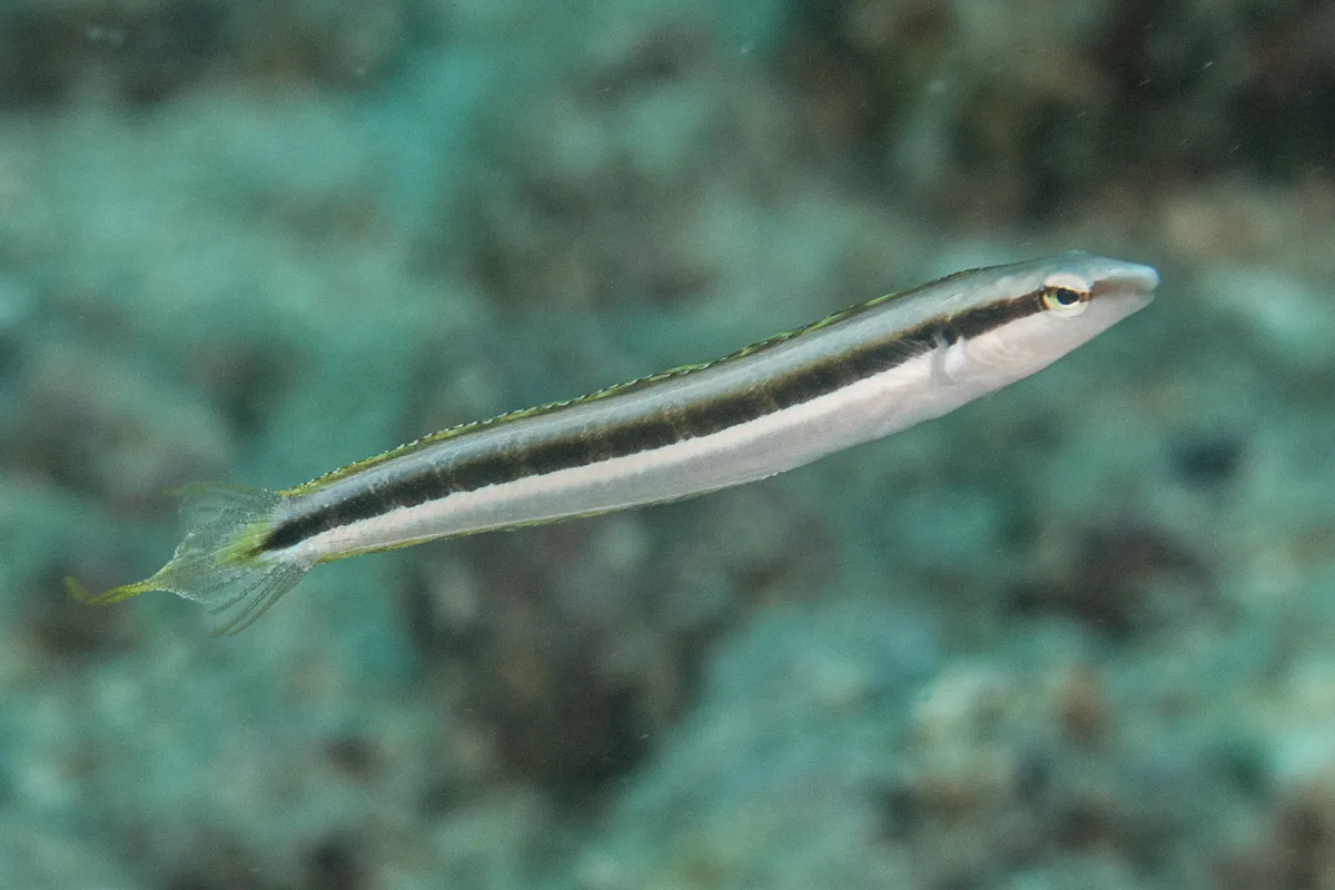 Slender Sabretooth Blenny