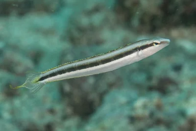 Slender Sabretooth Blenny