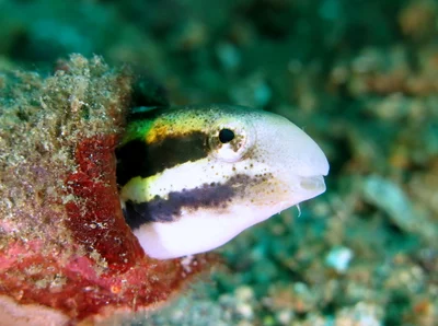 Slender Sabretooth Blenny / Aspidontus dussumieri