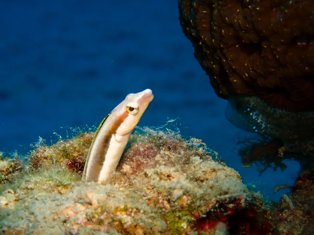 Lance fangblenny