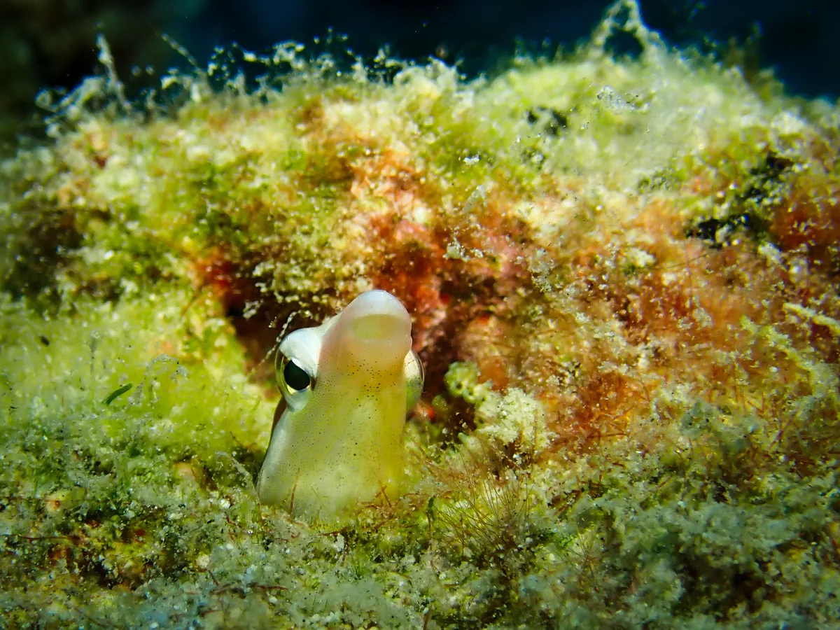 Lance fangblenny