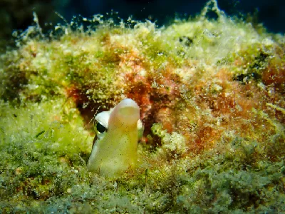 Lance fangblenny