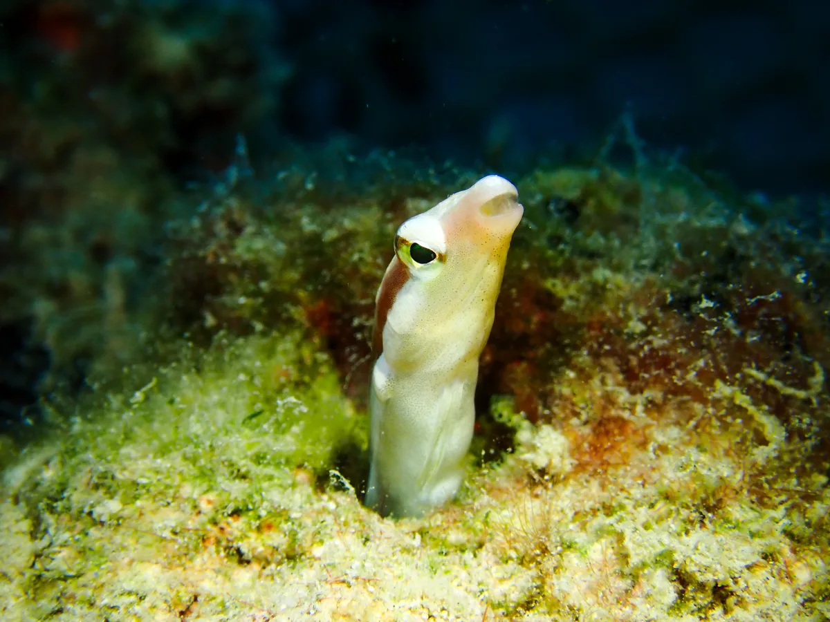 Lance fangblenny