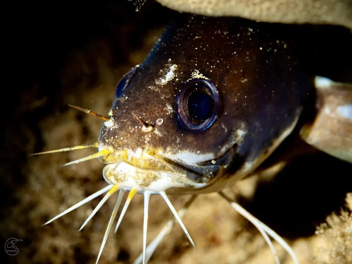 Large-Eye Brotula
