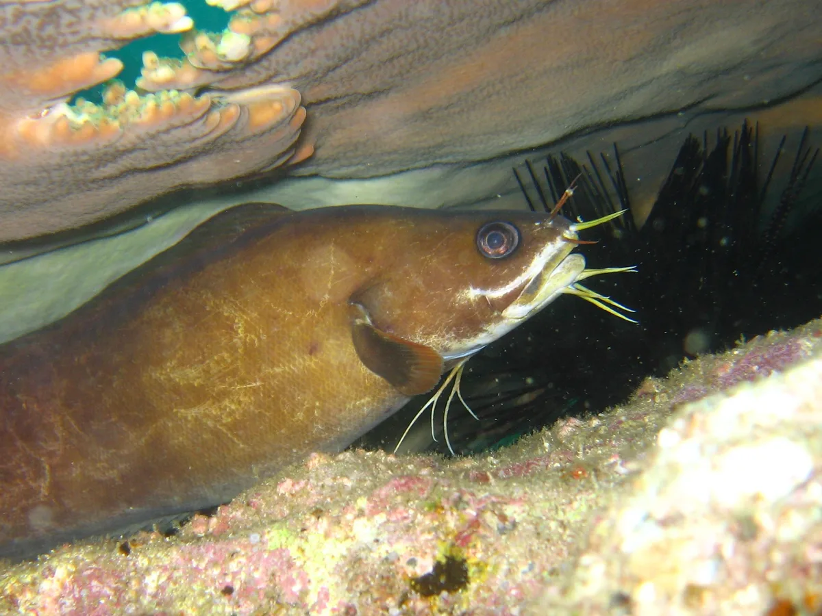 Brotula multibarbata / 鼬魚(イタチウオ)