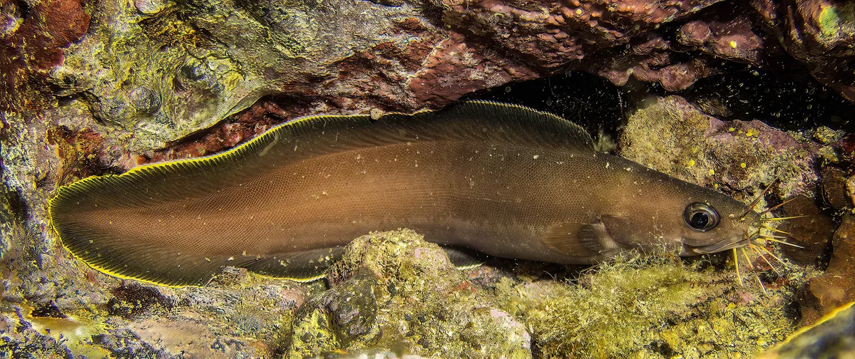 Brotula multibarbata
