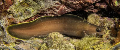 Brotula multibarbata