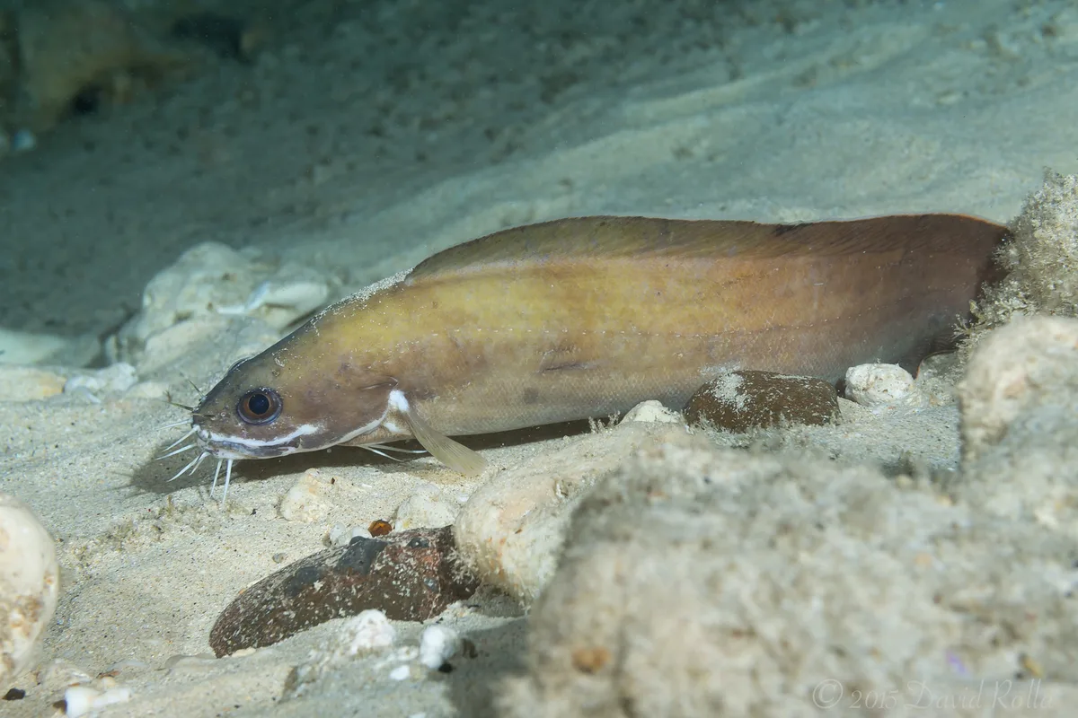 Brotula multibarbata