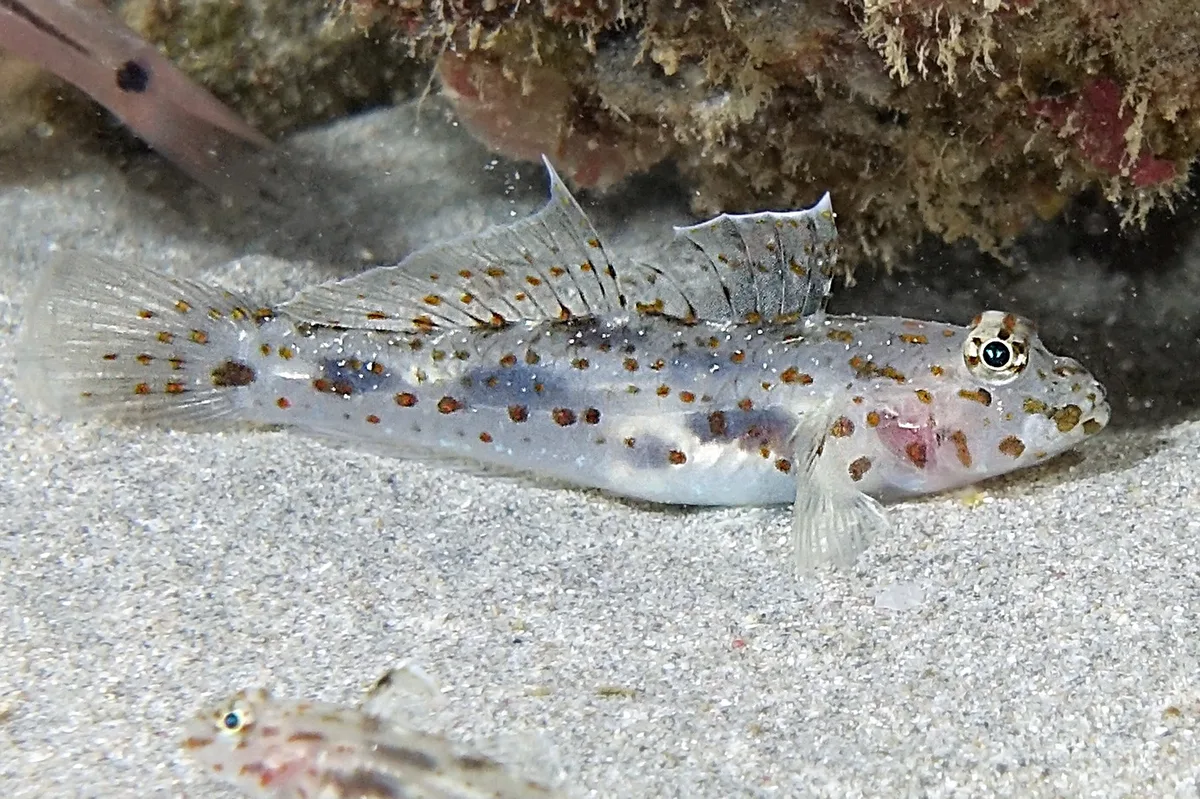 Large Sandgoby