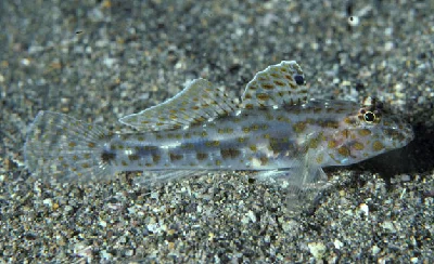 Large Sandgoby