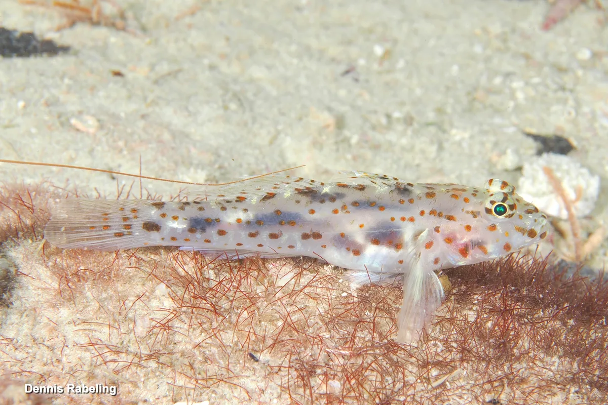 Fusigobius maximus - Kusini, TZ-ZS, TZ