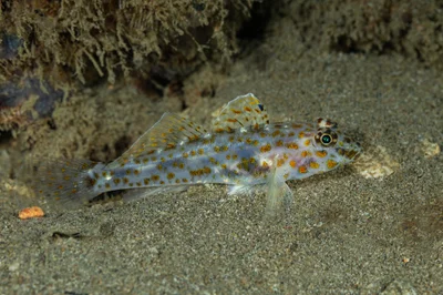 Fusigobius maximus - Philippines