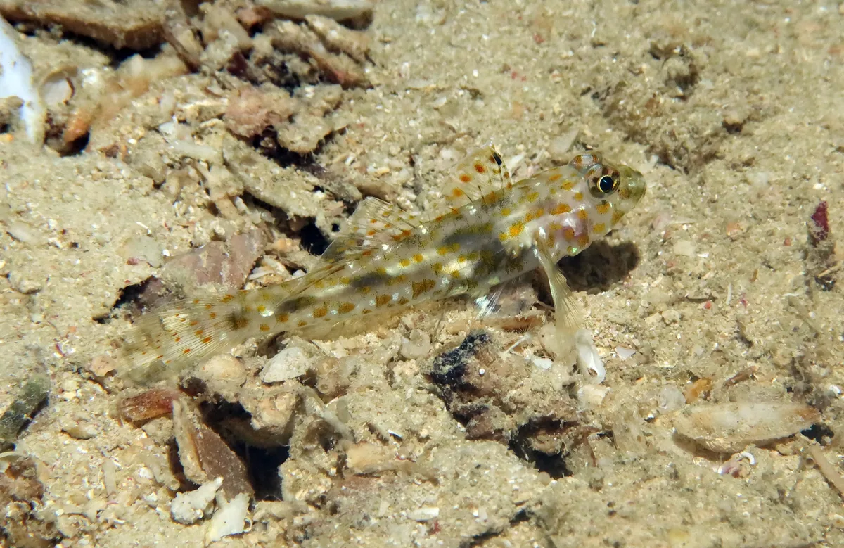 Fusigobius maximus - Moalboal, PH-CB, PH