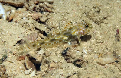 Fusigobius maximus - Moalboal, PH-CB, PH
