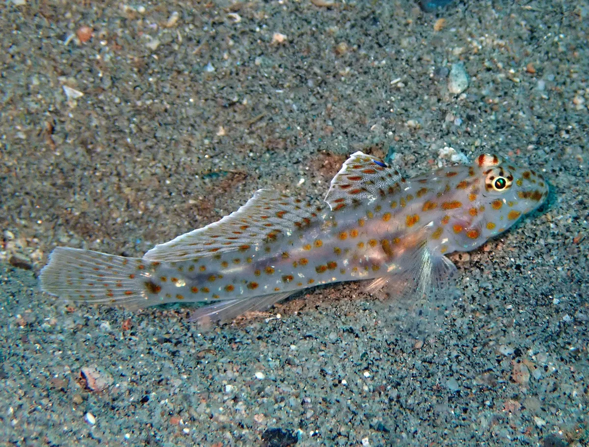 Fusigobius maximus - Dauin, Negros oriental, Philippines