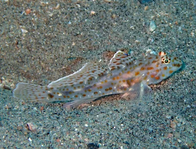 Fusigobius maximus - Dauin, Negros oriental, Philippines