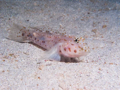 Fusigobius maximus - Exmouth, LHB, WA, Australia