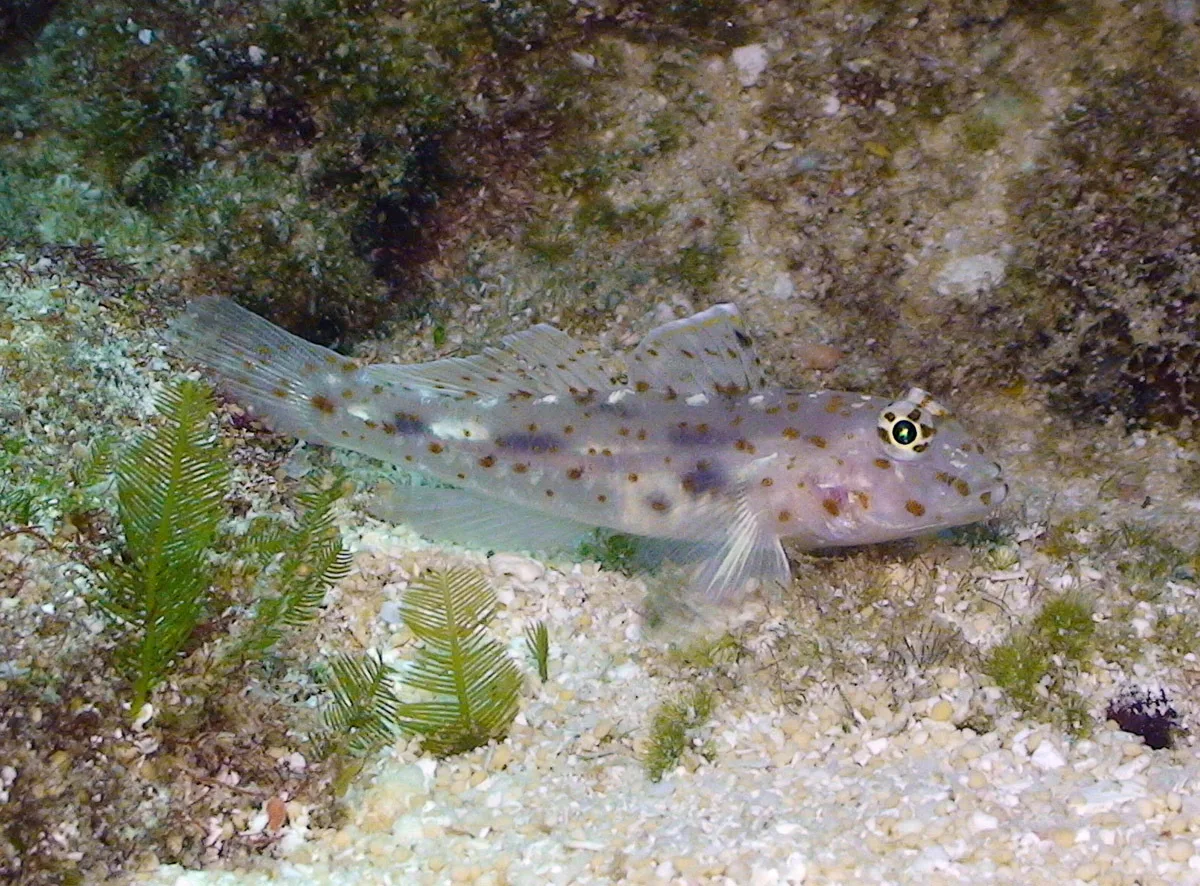 Fusigobius maximus - Kwajalein Atoll, RMI
