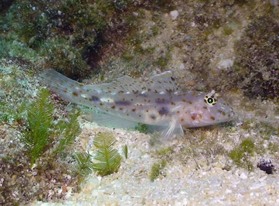 Fusigobius maximus - Kwajalein Atoll, RMI