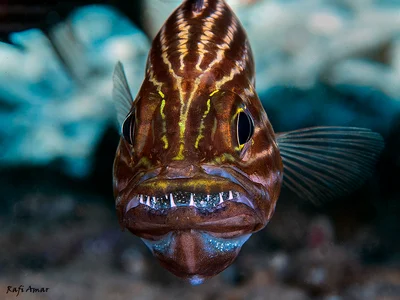 Tiger Cardinalfish - Cheilodipterus macrodon