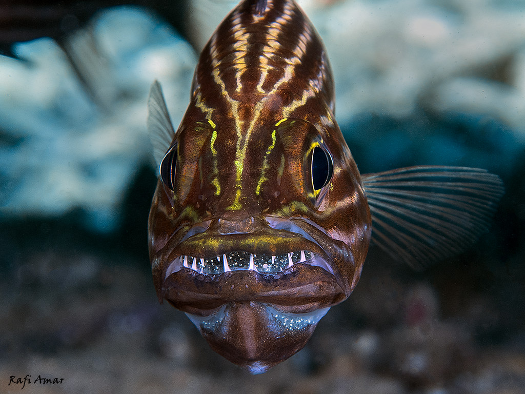 Tiger Cardinalfish - Cheilodipterus macrodon