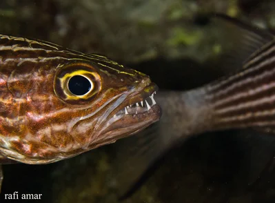Tiger Cardinalfish - Cheilodipterus macrodon