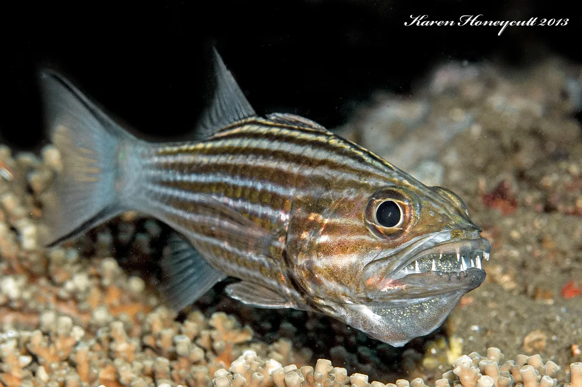 Cheilodipterus macrodon (Tiger Cardinalfish)  - Dumaguete, Philippines