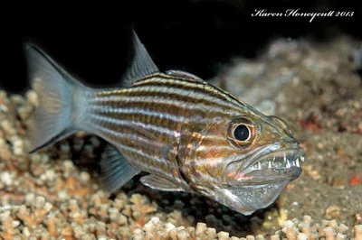 Cheilodipterus macrodon (Tiger Cardinalfish)  - Dumaguete, Philippines