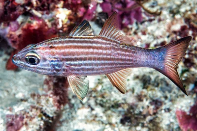 Tiger Cardinalfish - Cheilodipterus macrodon